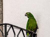 Grüner Ara sitzt angekettet auf Balkon - Ponte da Barca